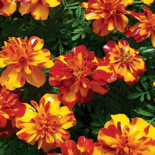 French Marigold BOLERO Mix FIERY COLORS Dwarf Beneficial Plant Non-GMO 100 Seeds - Picture 2 of 11