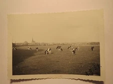 Demmin - 1934 - Cows in a Way Outside Town / Photo