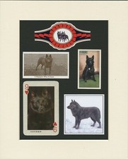SCHIPPERKE ORIGINAL OLD DOG COLLECTABLE CARDS AND BANDS READY MOUNTED