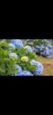 3 Hydrangea Nikko Blue In 9cm Pots Ready To Plant Free Postage