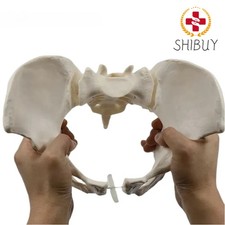 Modello di bacino femminile a grandezza naturale 1:1 modello di scheletro umano modello di scheletro dell'anca