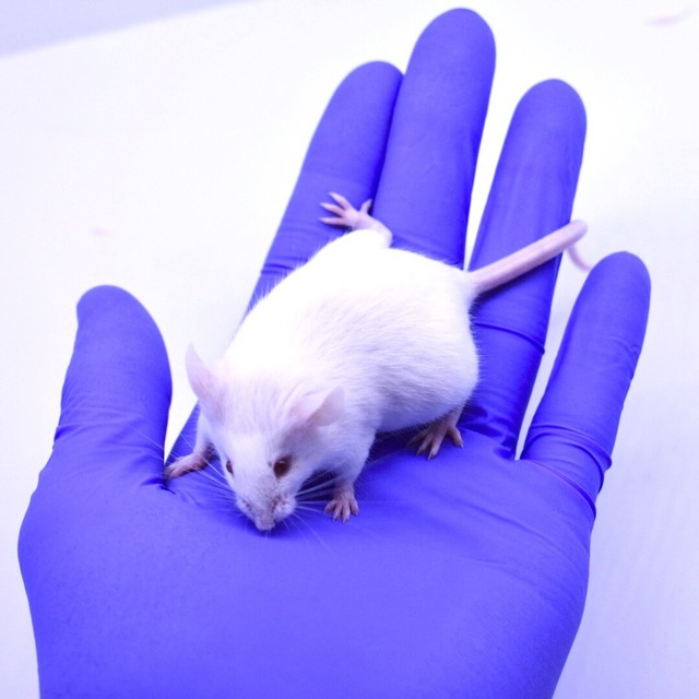 25 Frozen Feeder Mice Small Adults FREE S&H MiceDirect Rodents