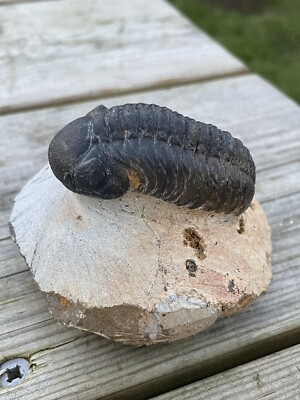 Trilobit Phacops Mitteldevon sehr schönes Exemplar