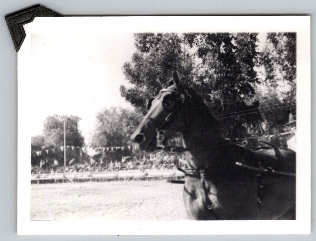 Vtg B&W Snapshot Harness Racing Horse With Blinders County Fair