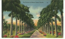 An Avenue of Royal Palms Coconut Grove (Miami) Florida UNP Vtg FL Linen Postcard