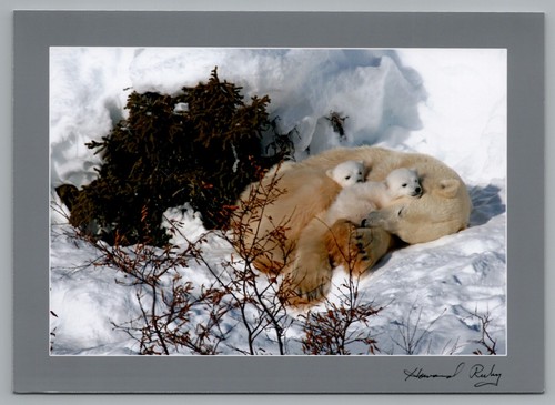 Howard Ruby Photos Lot of 17 5x7 Polar Bear Pictures of a Mother and Cubs - Picture 13 of 17