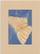 circa 1907 embossed butterfly matted postcard