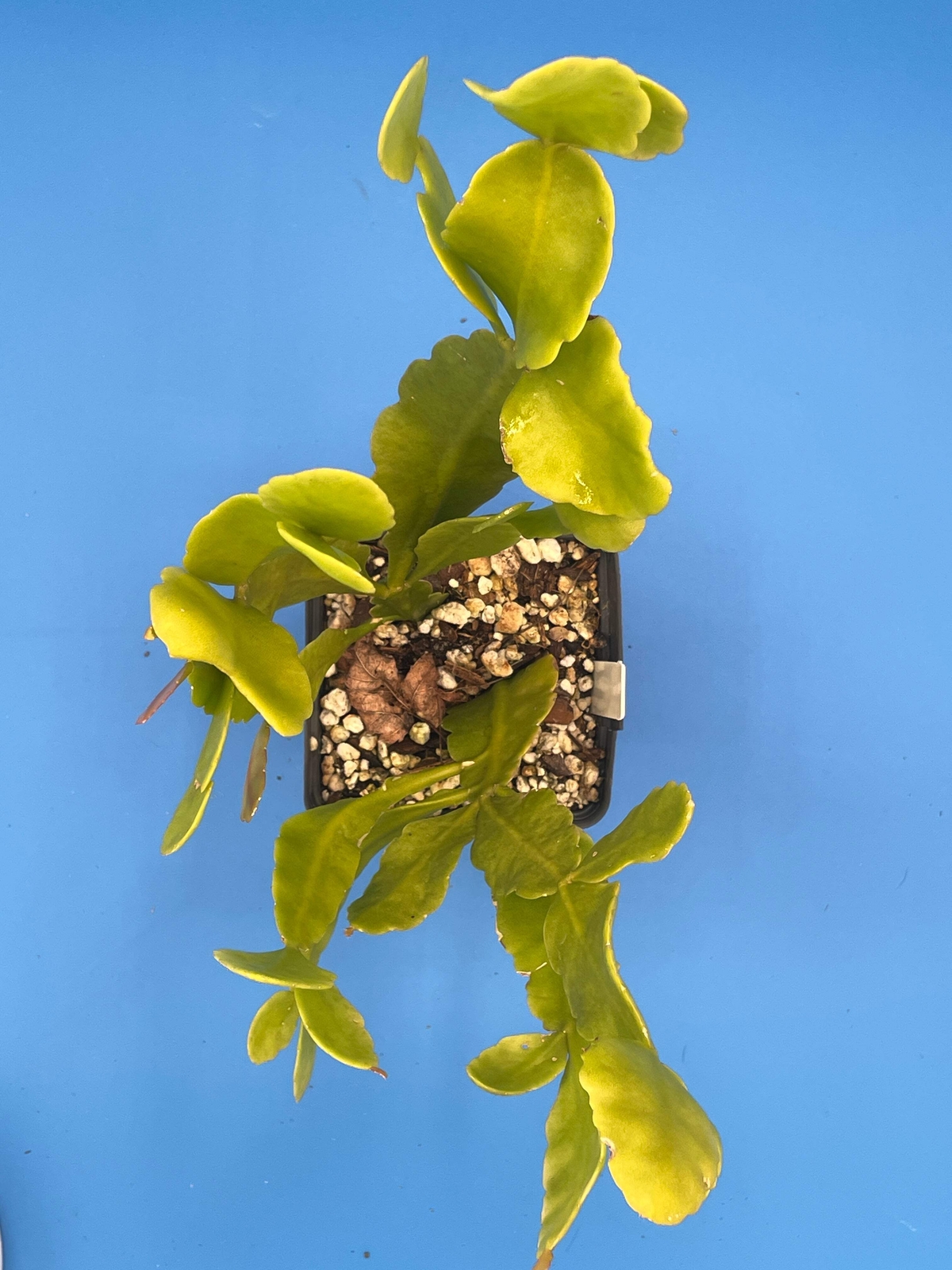 Rhipsalis Pachyptera Cactus Ready For Hanging Basket 3.5" Pot Huge/Oversized!