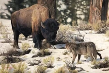 "Stand Off", Original signed oil painting, Linen canvas, 24"x35"