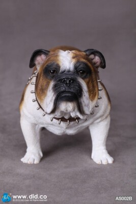 1/6 Did British bulldog AS002B Rare Mib Sealed