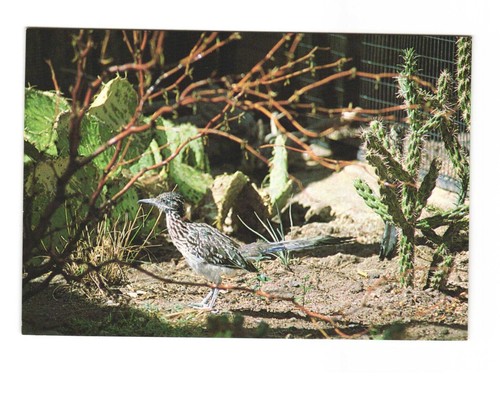 Roadrunner, The Rio Grande Zoo, Albuquerque, NM, Postcard Unposted ...