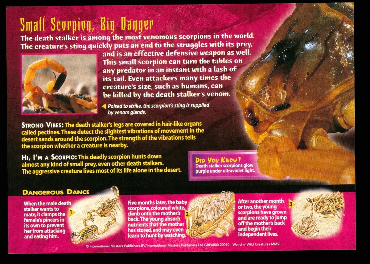 Weird N' Wild Creatures Toxic Terrors Card 13 # Death Stalker