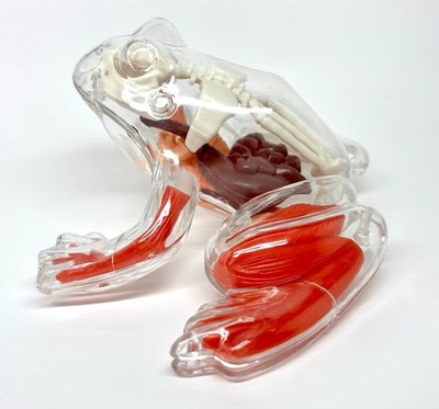 Vintage Frog Anatomy Toy Anatomical Model 3D Amazing Frog Becker & Mayer