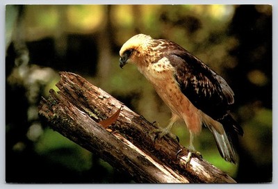 IO Bird Hawaiian Hawk Branch Perch Symbol of Royalty Legend Art Postcard UNP 4x6