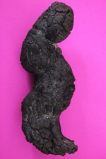 Giant Lizard Poop 5 Million Years Old Genuine Real Fossil Dinosaur Girl COA S22