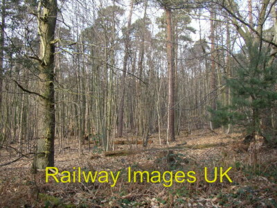 Foto - Woodland on Hawley Common um 2006