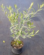 Olea europaea 'Cipressino' /