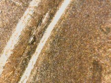 2017 D Lincoln Cent Die Chip Rev.