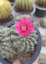 double-end  RareSucculent Plant Gymnocalycium vatteri seedgrowth
