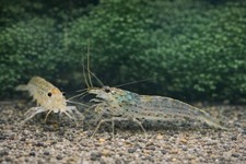 Amano Shrimp L