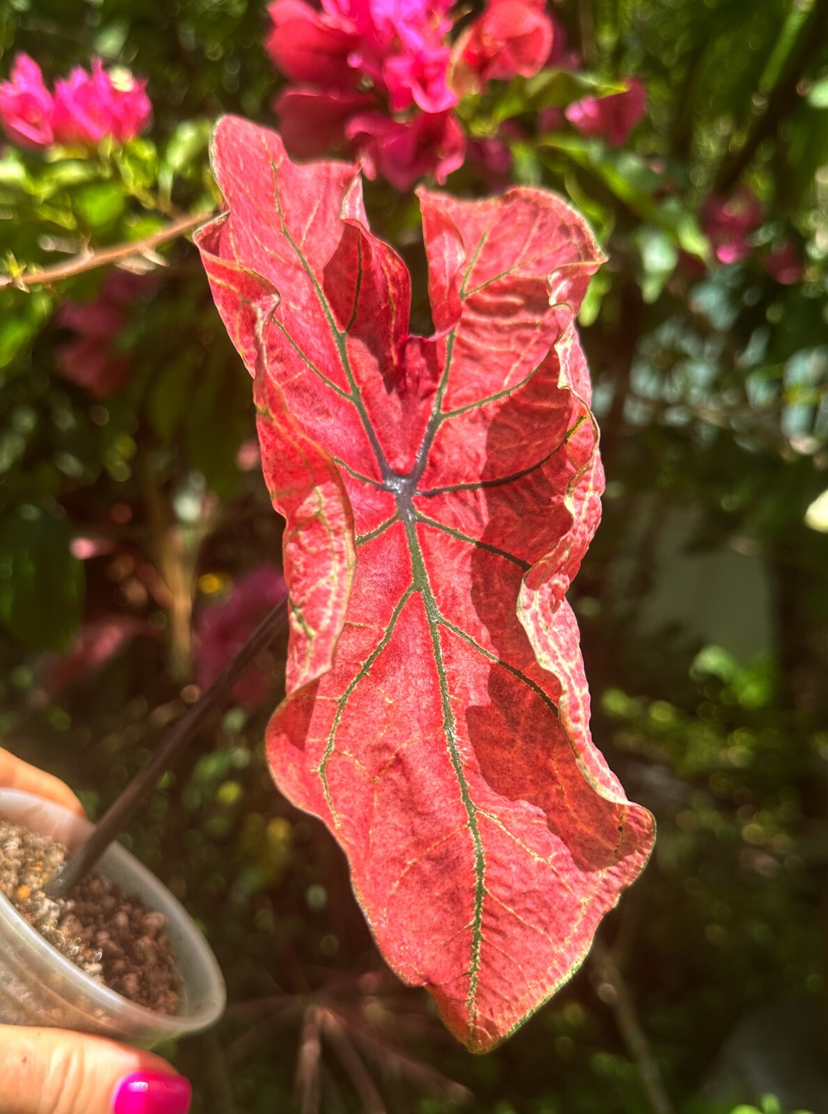 Caladium Tropical Indoor Outdoor Plant Vibrant Colours Colly