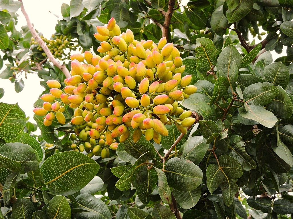 Semillas árbol Pistacho Exótico Semillas De Pistacho Real (Pistacia Vera) - 10 A 50 Semillas Listas Para Plantar Con Etiqueta De Cultivo Semillas Pistacho Con Etiqueta Instrucciones - Foto 8