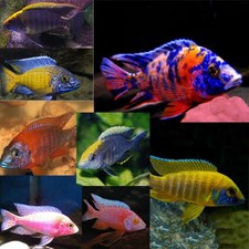 5-Pack Assorted Peacock Cichlid 2" 3" Live Fish Colorful African Freshwater 5pk