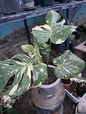 Real Pict Monstera Creme Brulee Variegated 4 leaves Rare Plant