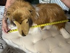 E & J Jumbo Realistic Plush Sheltie Collie Dog Lassie Large HTF Stuffed Animal — photo 5