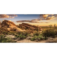 36x18 in Desert Reptile Habitat Backdrop Oasis Cactus Terrarium Background