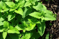 5x Catnip Plug Plants | Nepeta cataria | Hardy Herb