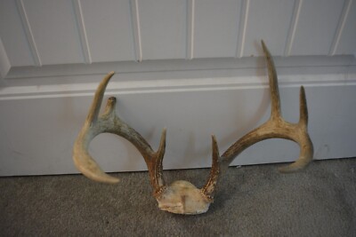 Set Of Whitetail Deer Antlers, 8 Point, Horns, Rack, Mount, Eight Point ...