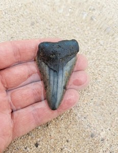 MEGALODON SHARK TOOTH.  Colorful 2.62" prehistoric fossil.