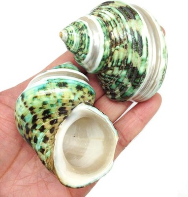 2 PC Natural Large Hermit Crab Shells, Banded Green Turbo, 2 Inch ~ 3 Inch
