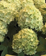 Hydrangea paniculata Gardenlights Lemonlight -  1 x 12cm pot