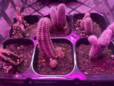 6 Pack Of Cactus