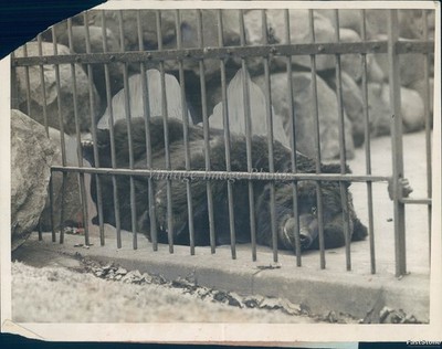 1926 Prospect Park Brooklyn Bear Zoo Cage Spring 6X8 Historic Vintage Photo