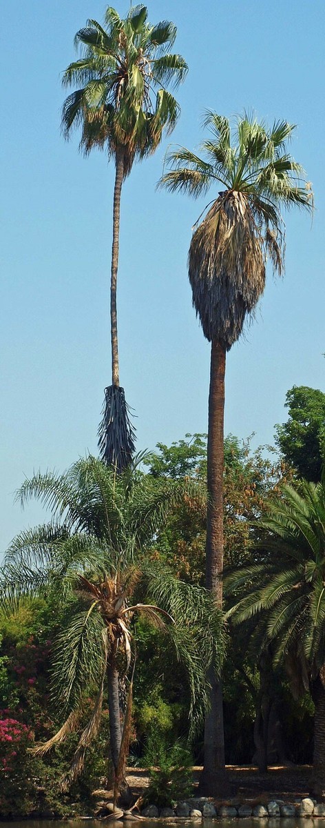 Washingtonia filifera | California Desert Fan Palm | Petticoat