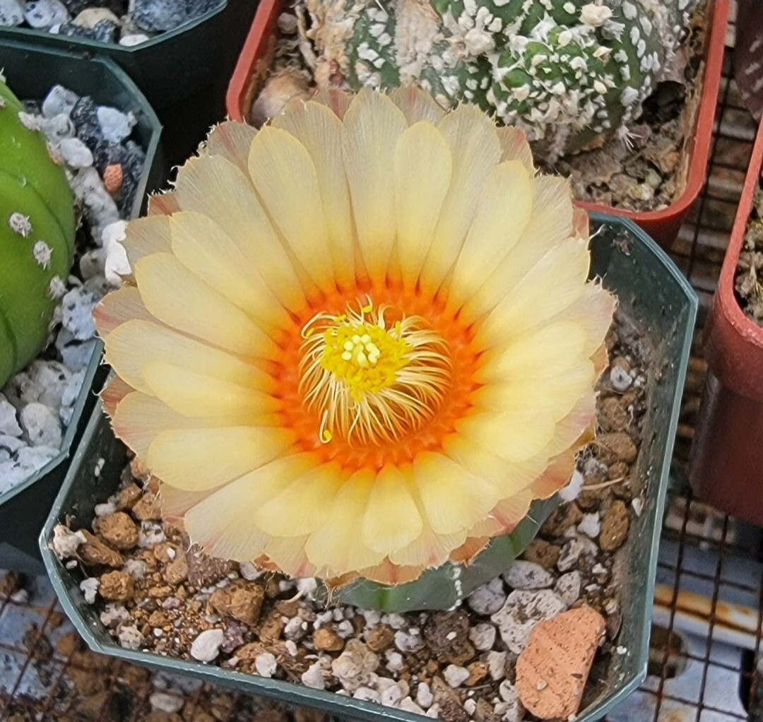 その他 OZWRT Spirit of Astrophytum SHPR31045 Astrophytum hybrid SK-ONZ (A. asterias cv