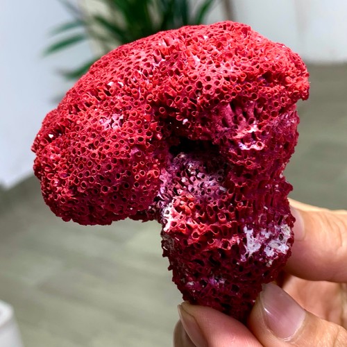 67G Natural Red coral reef Cluster Ocean Mineral Crystal Specimen - 第 16/22 張圖片