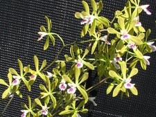 Beautiful Encyclia Orchid Hybrid Bees Knees x Tampensis Alba