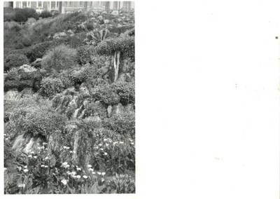 Vintage Foto - Steingarten Wasserfall Calla Lilien ECHTFOTO LEERE RÜCKSEITE