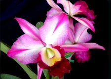 Rlc Fatari ‘Carmela’ Pink Purple White Fragrant Mericlone Large Orchid 2.5” Pot