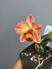 NEW! Unreleased 2027 Cattleya (Slc. Angel Eyes x Pot. Exotic Really — photo 3