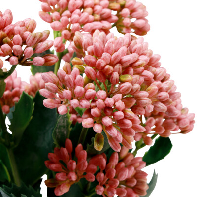 Knstliche Fette Henne Sedum Mauerpfeffer Rosa 47cm Trio, Blhende  Kunstblume | eBay.de