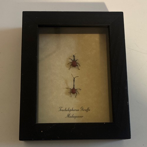 Trachelophorus Giraffa Madagascar Beetle Specimen Framed Ornament Wood Glass