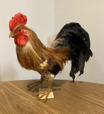Realistic Feathered Rooster Boston International October Hill  Folk Art