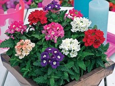 6 Verbena Mix | 6 Large Plug Plants | Direct From The Grower 🪴