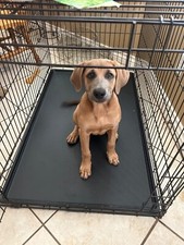 Pet Dog Crate Replacement Pan Midwest Dog Crate Tray 22"