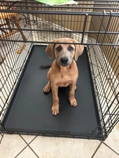 Pet Dog Crate Replacement Pan Midwest Dog Crate Tray 22"